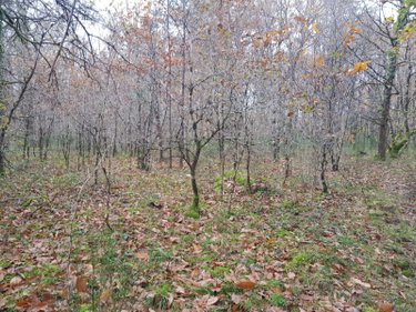 Terrains de loisirs bois etangs a vendre Gièvres 41130 Loir-et-Cher 3977 m2  3000 euros