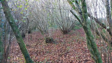 Maison a vendre Châteauneuf-du-Faou 29520 Finistère 132 m2 7 pièces 235750 euros