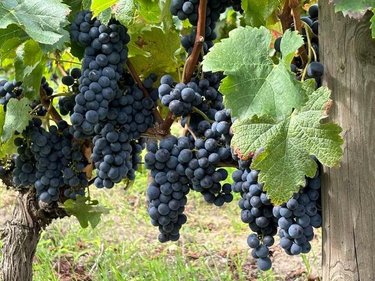 Maison a vendre Saint-Émilion 33330 Gironde 235 m2 7 pièces 1456000 euros