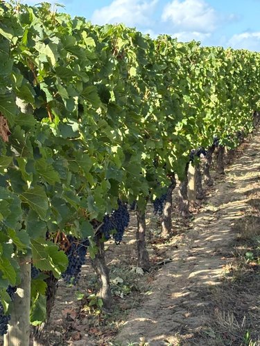 Maison a vendre Saint-Émilion 33330 Gironde 235 m2 7 pièces 1456000 euros