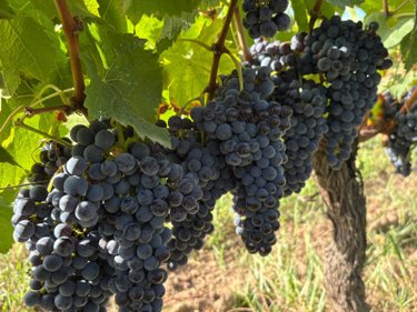 Maison a vendre Saint-Émilion 33330 Gironde 235 m2 7 pièces 1456000 euros