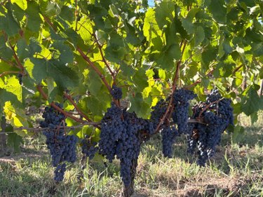 Maison a vendre Saint-Émilion 33330 Gironde 235 m2 7 pièces 1456000 euros