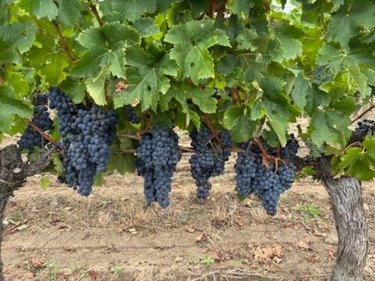 Maison a vendre Saint-Émilion 33330 Gironde 235 m2 7 pièces 1456000 euros