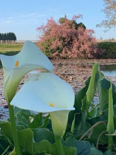 Maison a vendre Saint-Émilion 33330 Gironde 235 m2 7 pièces 1456000 euros