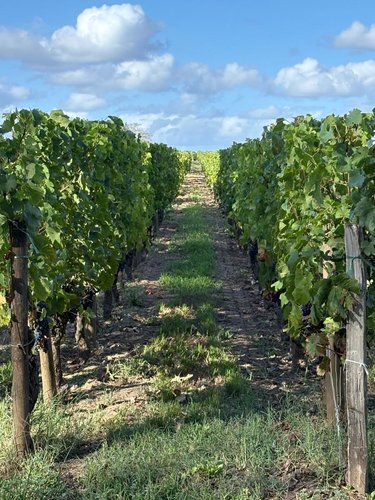 Maison a vendre Saint-Émilion 33330 Gironde 235 m2 7 pièces 1456000 euros