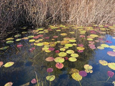 Terrain a batir a vendre Aubazines 19190 Corrèze 2550 m2  21800 euros