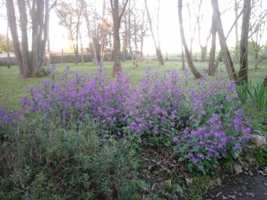 propriete a vendre Saint-Just-Luzac 17320 Charente-Maritime 100 m2 4 pièces 280800 euros