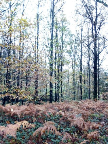 Terrains de loisirs bois etangs a vendre Saint-Pierre-des-Nids 53370 Mayenne 3640 m2  6200 euros