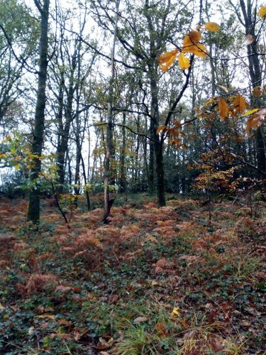 Terrains de loisirs bois etangs a vendre Saint-Pierre-des-Nids 53370 Mayenne 3640 m2  6200 euros