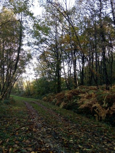 Terrains de loisirs bois etangs a vendre Saint-Pierre-des-Nids 53370 Mayenne 3640 m2  6200 euros