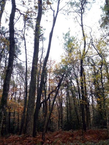 Terrains de loisirs bois etangs a vendre Saint-Pierre-des-Nids 53370 Mayenne 3640 m2  6200 euros