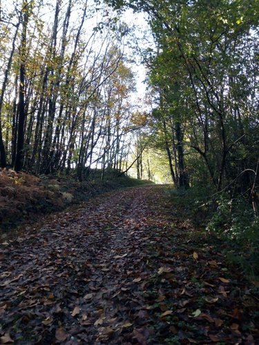 Terrains de loisirs bois etangs a vendre Saint-Pierre-des-Nids 53370 Mayenne 3640 m2  6200 euros