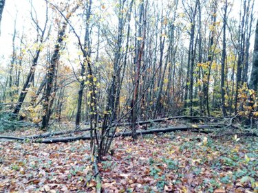 Terrains de loisirs bois etangs a vendre Saint-Pierre-des-Nids 53370 Mayenne 3640 m2  6200 euros