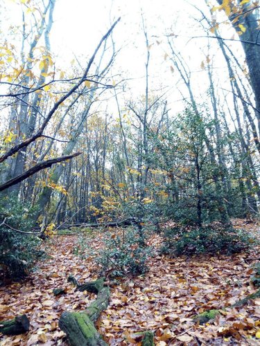 Terrains de loisirs bois etangs a vendre Saint-Pierre-des-Nids 53370 Mayenne 3640 m2  6200 euros