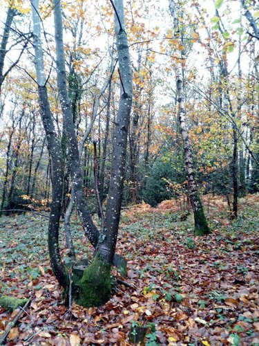 Terrains de loisirs bois etangs a vendre Saint-Pierre-des-Nids 53370 Mayenne 3640 m2  6200 euros