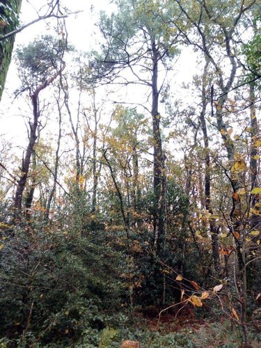 Terrains de loisirs bois etangs a vendre Saint-Pierre-des-Nids 53370 Mayenne 3640 m2  6200 euros