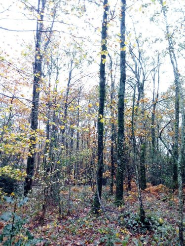 Terrains de loisirs bois etangs a vendre Saint-Pierre-des-Nids 53370 Mayenne 3640 m2  6200 euros