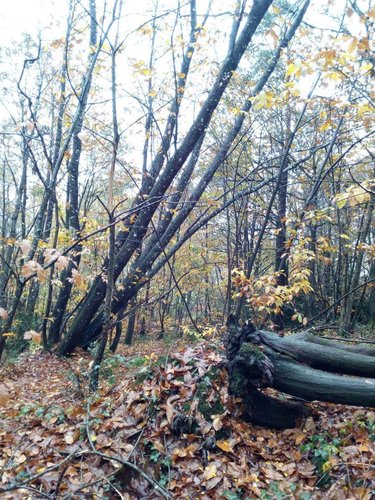 Terrains de loisirs bois etangs a vendre Saint-Pierre-des-Nids 53370 Mayenne 3640 m2  6200 euros