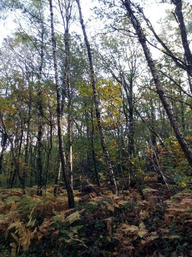 Terrains de loisirs bois etangs a vendre Saint-Pierre-des-Nids 53370 Mayenne 3640 m2  6200 euros