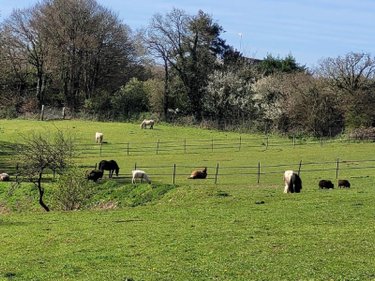 Maison a vendre Clohars-Carnoët 29360 Finistère 198 m2 10 pièces 752236 euros