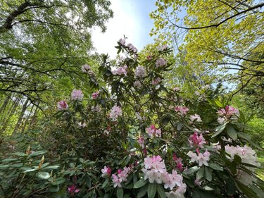 Maison a vendre Domfront-en-Champagne 72240 Sarthe 160 m2 5 pièces 325780 euros