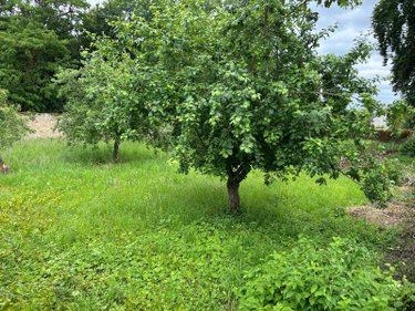 Terrain a batir a vendre Avaray 41500 Loir-et-Cher 1084 m2  48500 euros