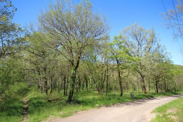 Terrains de loisirs bois etangs a vendre Monteils 12200 Aveyron 22925 m2  13000 euros