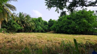 Terrain a batir a vendre Les Abymes 97139 Guadeloupe 2000 m2  399000 euros