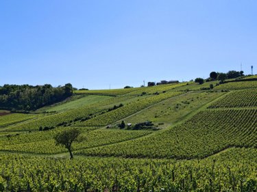 Terrain a batir a vendre Hurigny 71870 Saône-et-Loire 792 m2  110000 euros