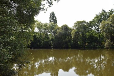 Terrains de loisirs bois etangs a vendre Martigné-sur-Mayenne 53470 Mayenne 16537 m2  105000 euros