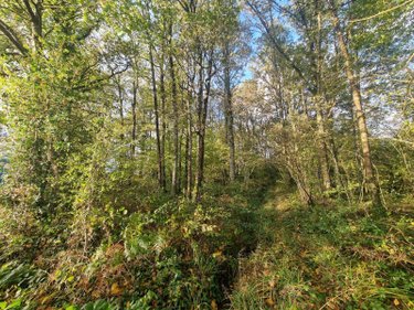 Terrains de loisirs bois etangs a vendre Lourdoueix-Saint-Michel 36140 Indre 17240 m2  27000 euros