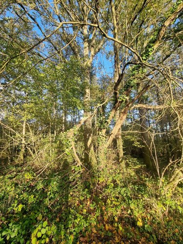 Terrains de loisirs bois etangs a vendre Lourdoueix-Saint-Michel 36140 Indre 17240 m2  27000 euros