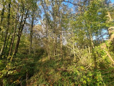 Terrains de loisirs bois etangs a vendre Lourdoueix-Saint-Michel 36140 Indre 17240 m2  27000 euros
