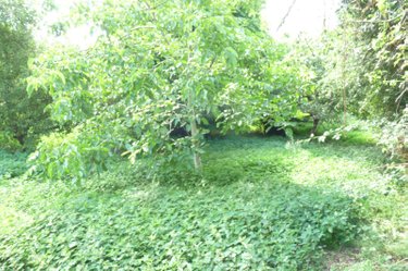 Garage et parking a vendre Chantrigné 53300 Mayenne 45 m2  11000 euros