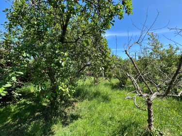 Terrains de loisirs bois etangs a vendre Bierne 59380 Nord 1896 m2  17500 euros