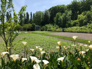 Terrains de loisirs bois etangs a vendre Issoudun 36100 Indre 1361 m2  8800 euros
