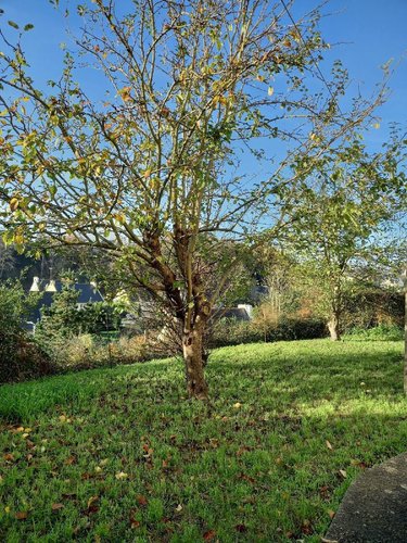 Maison a vendre Brest 29200 Finistère 70 m2 4 pièces 185500 euros
