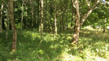 Terrain a batir a vendre Sermaize-les-Bains 51250 Marne 4610 m2  33600 euros
