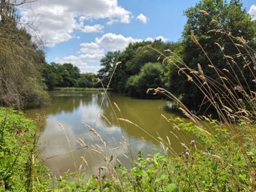 Terrains de loisirs bois etangs a vendre Villaines-la-Juhel 53700 Mayenne 8810 m2  31800 euros