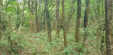 Terrains de loisirs bois etangs a vendre Maray 41320 Loir-et-Cher 34800 m2  18780 euros