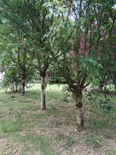 Maison a vendre Breil 49490 Maine-et-Loire 120 m2 6 pièces 63600 euros