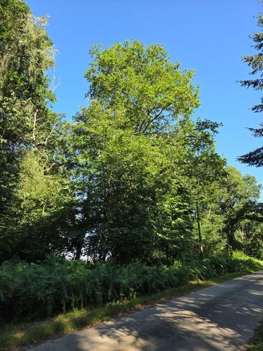 Terrains de loisirs bois etangs a vendre Le Ham 53250 Mayenne 10390 m2  5880 euros