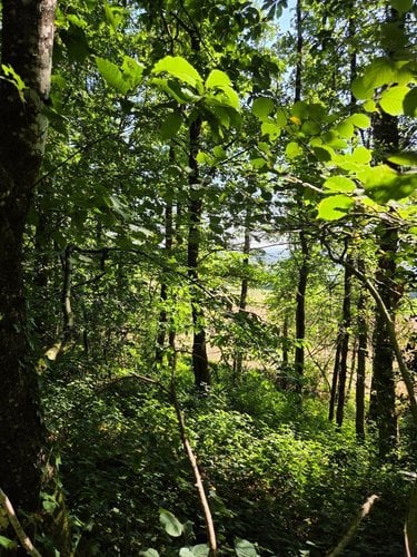 Terrains de loisirs bois etangs a vendre Le Ham 53250 Mayenne 10390 m2  5880 euros
