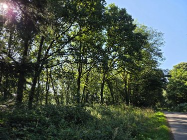 Terrains de loisirs bois etangs a vendre Le Ham 53250 Mayenne 10390 m2  5880 euros