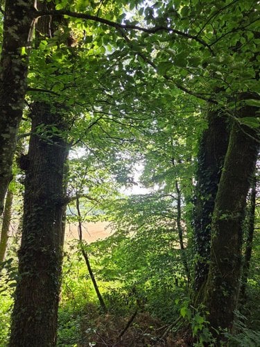Terrains de loisirs bois etangs a vendre Le Ham 53250 Mayenne 10390 m2  5880 euros