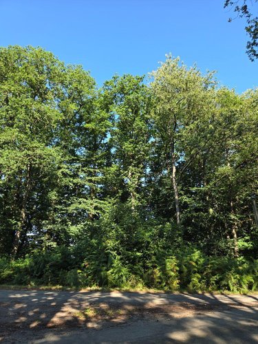 Terrains de loisirs bois etangs a vendre Le Ham 53250 Mayenne 10390 m2  5880 euros