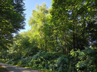 Terrains de loisirs bois etangs a vendre Le Ham 53250 Mayenne 10390 m2  5880 euros
