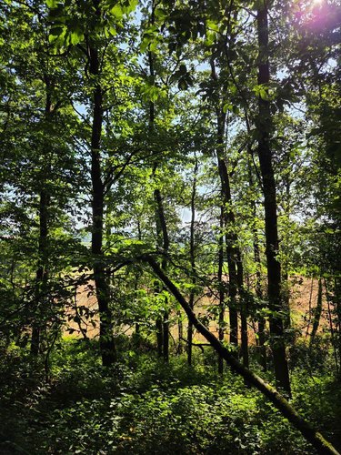 Terrains de loisirs bois etangs a vendre Le Ham 53250 Mayenne 10390 m2  5880 euros
