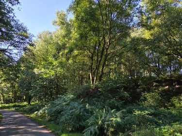 Terrains de loisirs bois etangs a vendre Le Ham 53250 Mayenne 10390 m2  5880 euros