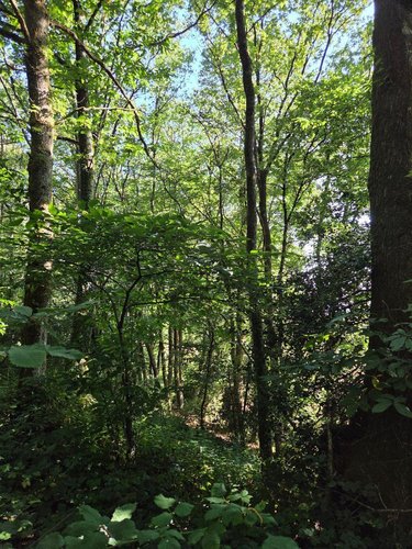 Terrains de loisirs bois etangs a vendre Le Ham 53250 Mayenne 10390 m2  5880 euros